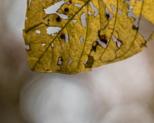 Depression Blatt Depression Blatt